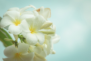 Fototapeta na wymiar white frangipani tropical flower, plumeria flower blooming on tr