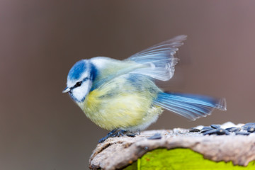 Blue tit (Parus caeruleus)