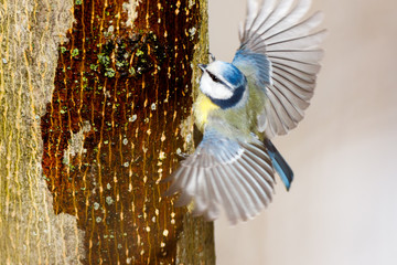 Blue tit (Parus caeruleus)