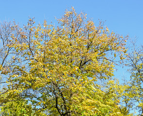 Fototapeta premium Autumn time in outdoor park with colored yellow orange trees, leaves
