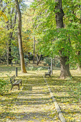 Autumn time in outdoor park with colored yellow orange trees, leaves