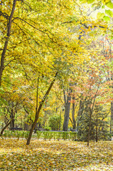 Colored yellow orange trees in autumn time, leaves, blue sky