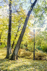 Colored yellow orange trees in autumn time, leaves, blue sky