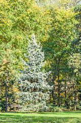 Fototapeta premium Green silver pine tree in autumn time, orange yellow leaves