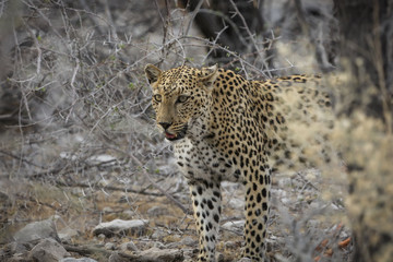 Leopard emerging from the bush at Etosha National Park Namibia