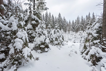 Winter snow covered fir trees on mountainside blue sky