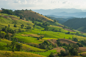 Fototapeta na wymiar Rice terraces on hill in Chiang Mai, Thailand