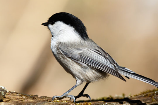 Willow Tit (Parus Montanus, Parus Atricapillus).