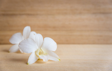 White orchid flower on brown wooden background
