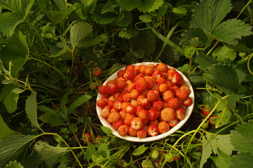harvesting strawberry in garden