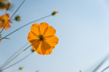 Yellow Cosmos flower and blue sky..