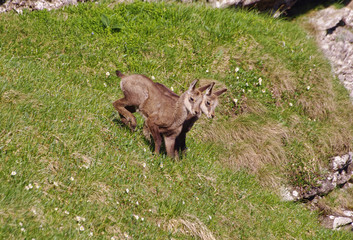 baby chamois in nature