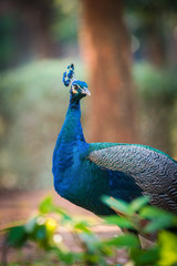 Obraz premium Indian peacock (Pavo cristatus). It's the national bird of India