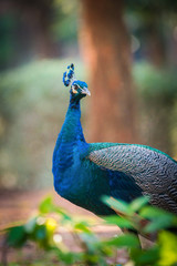 Indian peacock (Pavo cristatus). It's the national bird of India