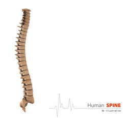 3d Illustration of Human spine abstract scientific background