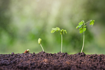 Plant seed growing concept