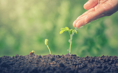 Hands watering green plants.