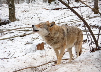 Naklejka premium Wolf