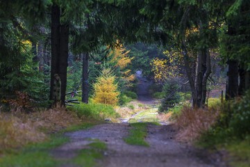 Trail in Polish part of Jizera Mountains - autumn