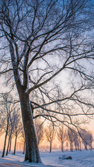 Fototapeta na wymiar Great nice cozy winter landscape in the Netherlands