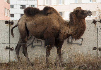 Brown camel on the streets of big city with a background od buildings and graffity