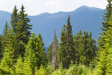 Spruce forest in the Ukrainian Carpathians. Sustainable clear ecosystem