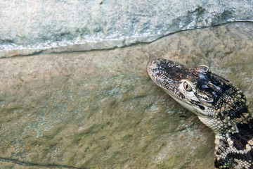 the crocodile lies on water