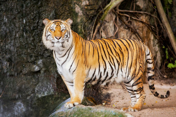 Fototapeta na wymiar Portrait of the tiger.