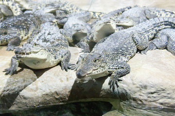 the crocodile lies on water