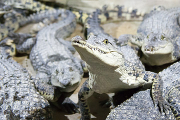 the crocodile lies on water