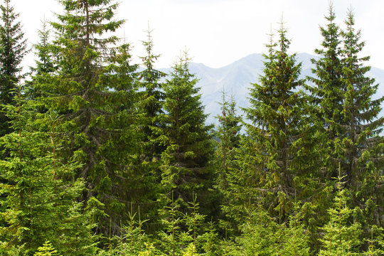 Fototapeta Spruce forest in the Ukrainian Carpathians. Sustainable clear ecosystem
