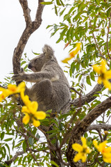 Wild Koala, Magnetic Island, Australia