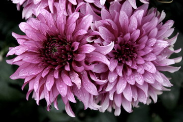 Beautiful chrysanthemum flowers with water drops