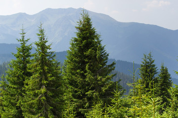 Spruce forest in the Ukrainian Carpathians. Sustainable clear ecosystem