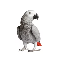 Tuinposter Papegaai Grijze papegaai Jaco op een witte achtergrond