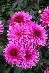 Pink chrysanthemums
