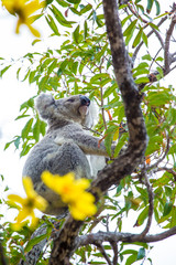 Wild Koala, Magnetic Island, Australia