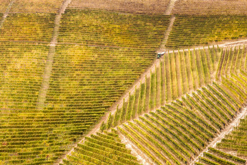 Colors of the autumn in the vineyards
