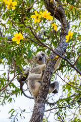 Wild Koala, Magnetic Island, Australia