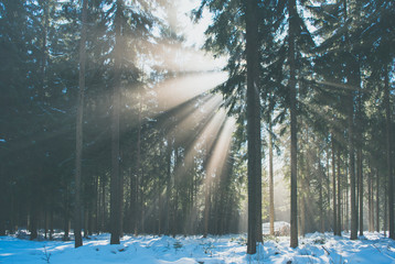 sun rays in the winter forest