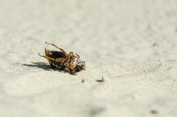 Dead beetle on the beach
