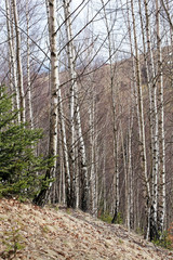Birch tree forest in winter