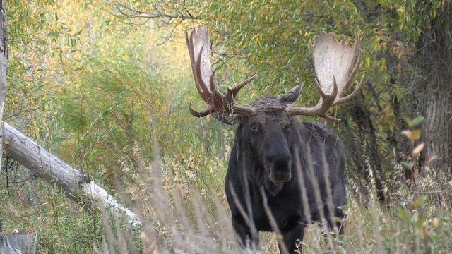 Bull Shiras Moose in Rut