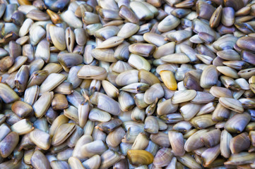 Saltwater clams background