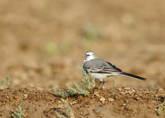 The white wagtail in a farm at Bahrain
