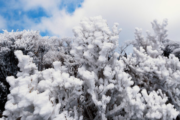 霧氷が見える風景