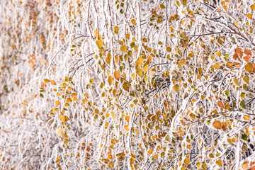 Frozen tree in winter with the hoar-frost. Tree branch with yellow leaves covered with ice. The arrival of winter. 
