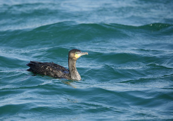 The Great Cormorant floating on water