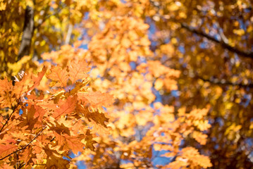 Fall leaves background