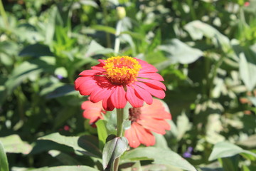 zinnia flower beautiful fresh flowers